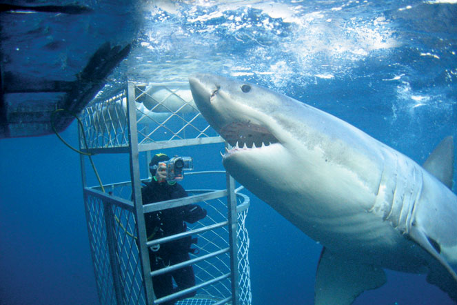 Photograph of cage diving with sharks in Australia.