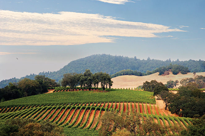 Photograph of California's wine country.