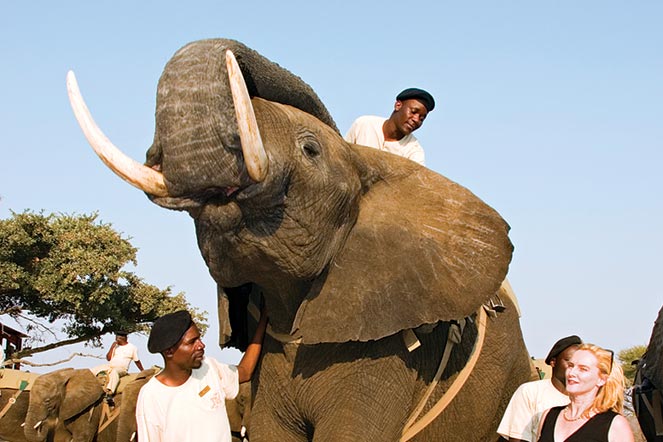 Photograph of an elephant-back safari in South Africa.